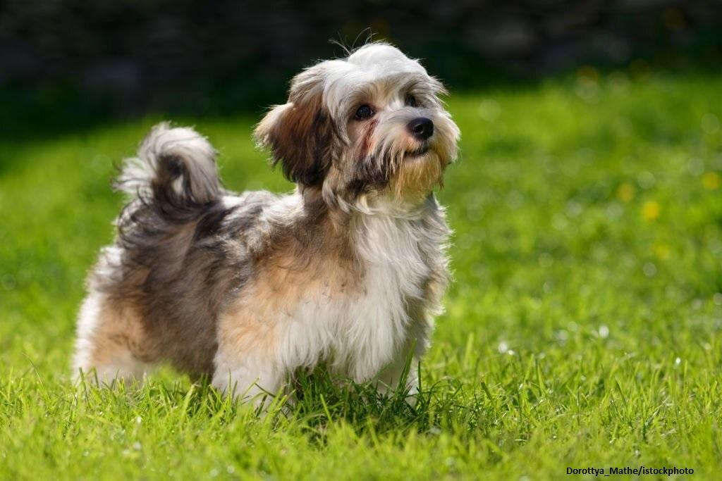 Ciri-ciri Anjing Havanese