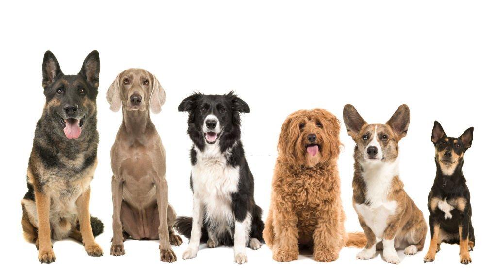 Daftar Kelompok Anjing