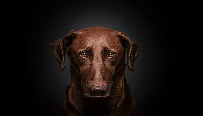 Fakta Tentang Anjing