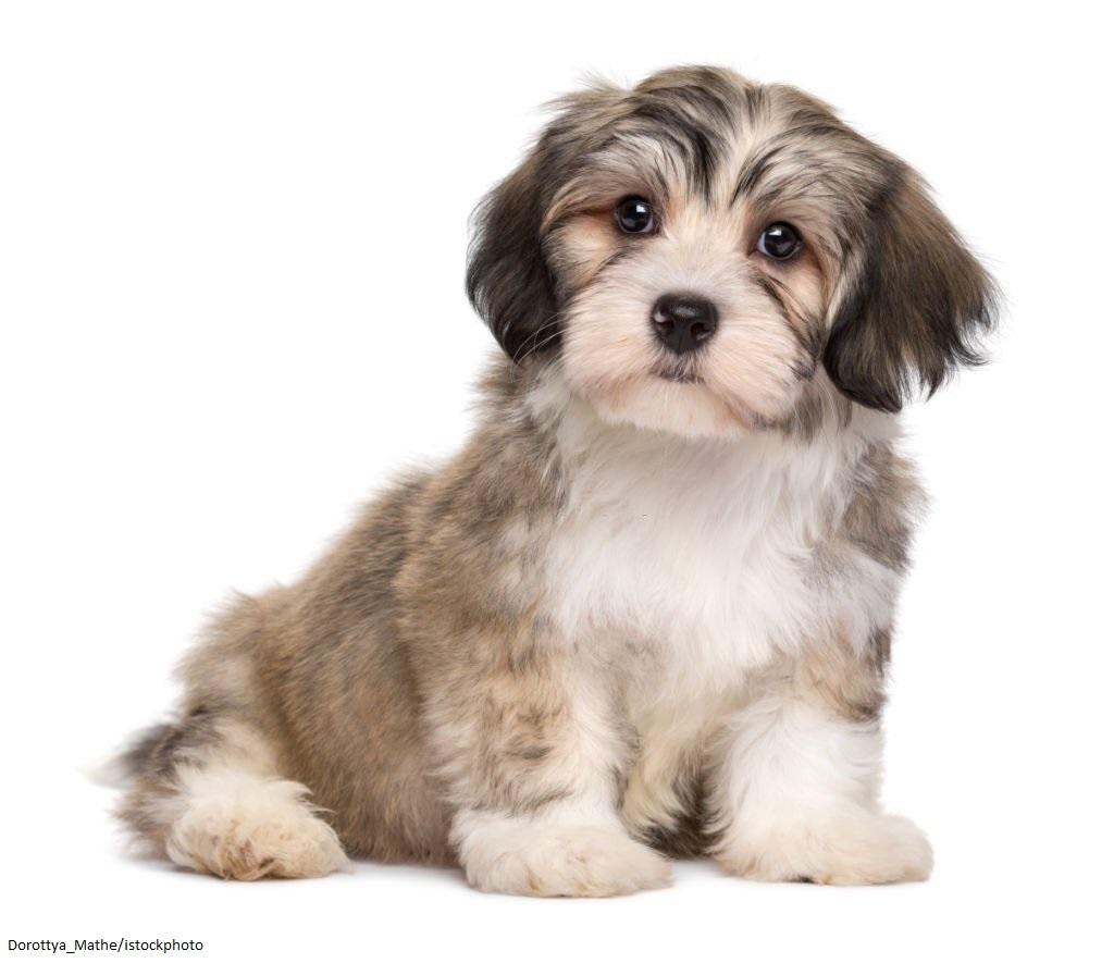 Harga Anjing Havanese