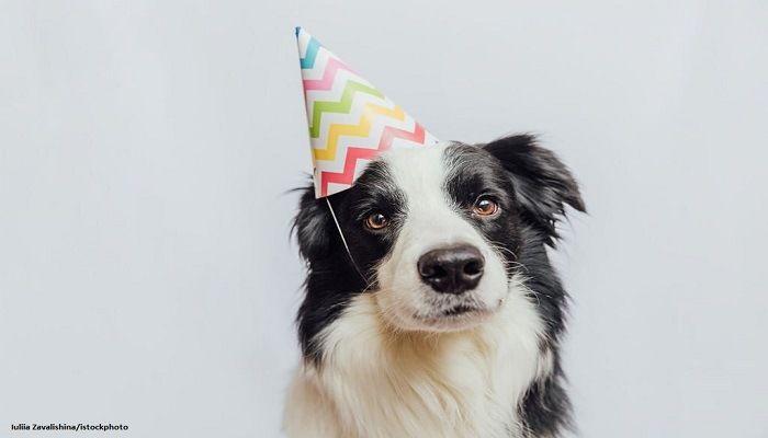 Hari Anjing Sedunia