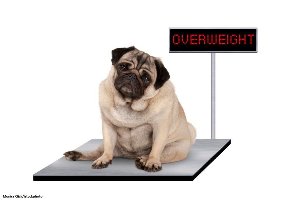Anjing Obesitas