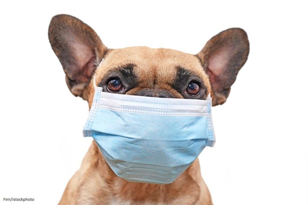 Virus Anjing
