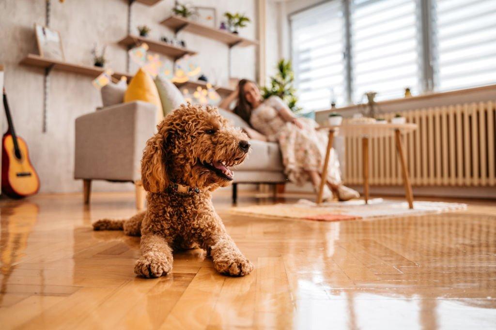 Anjing yang Cocok Untuk Apartemen