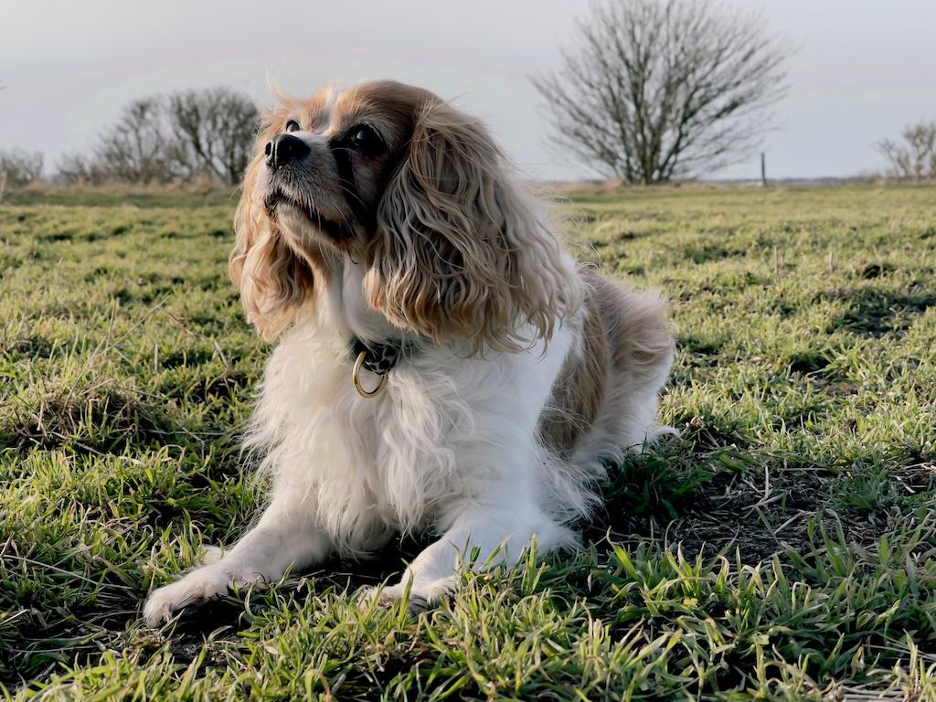 Karakter Anjing Cavalier King Charles Spaniel