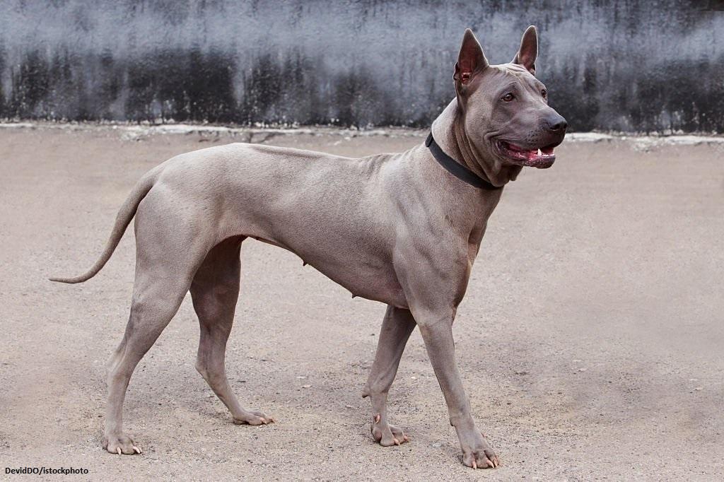 Kelompok Anjing Foundation Stock Service