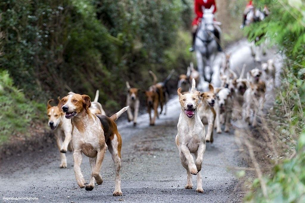 Kelompok Anjing Hound