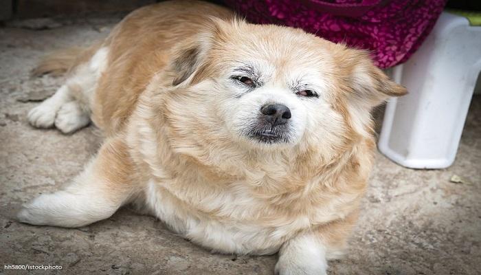 Mata Anjing Belekan