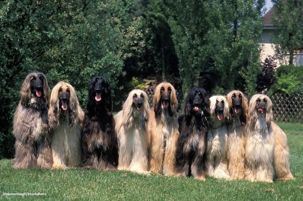 Merawat Anjing Afghan Hound