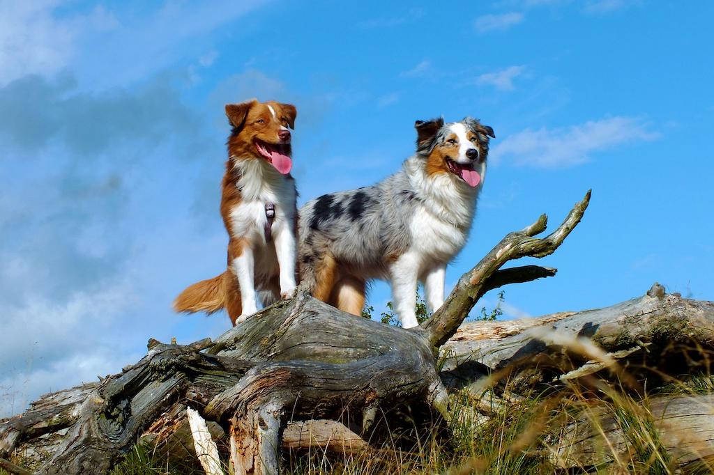 Merawat Anjing Australian Shepherd