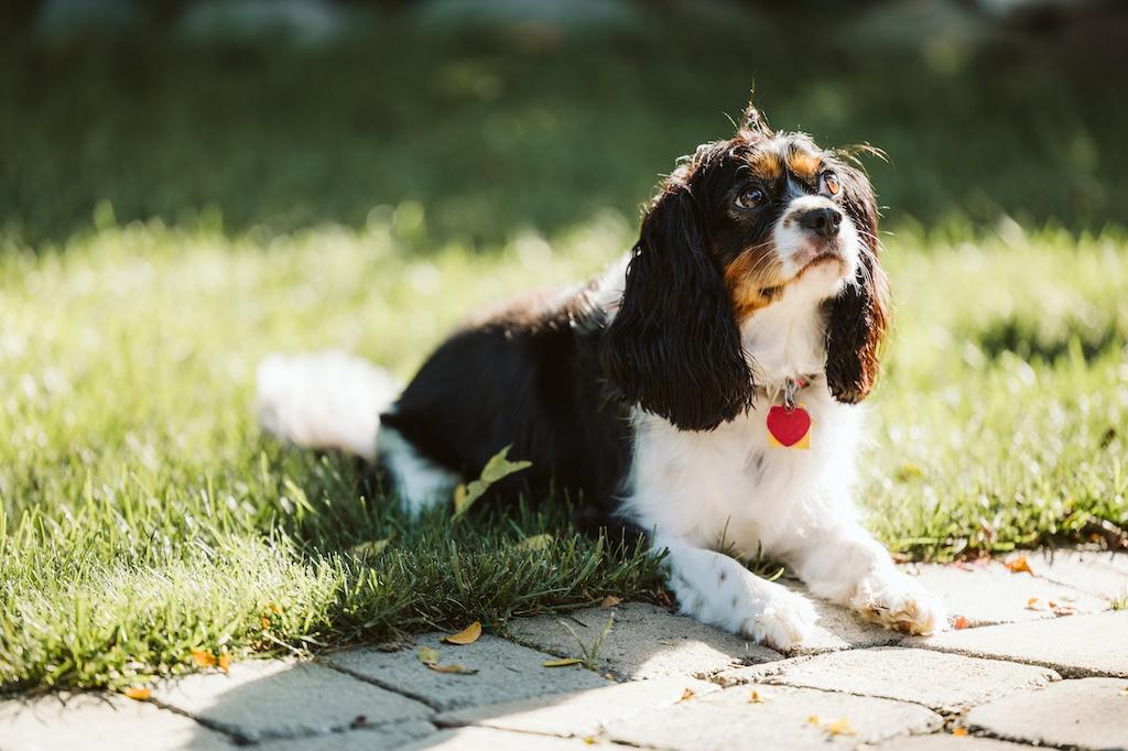 Merawat Anjing Cavalier King Charles Spaniel