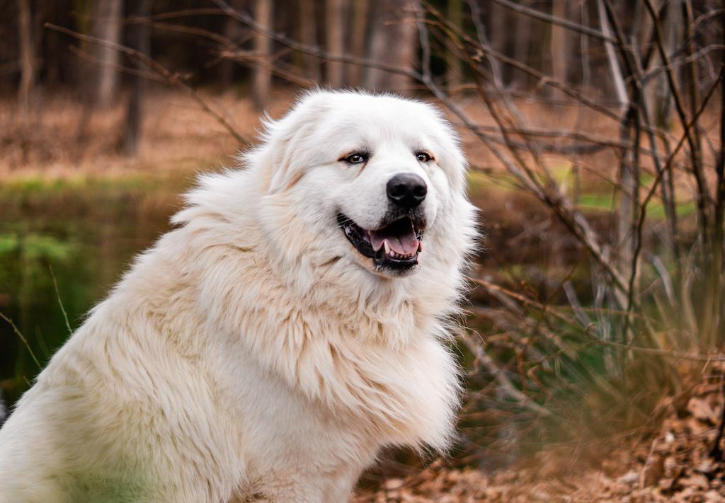 Merawat Anjing Great Pyrenees