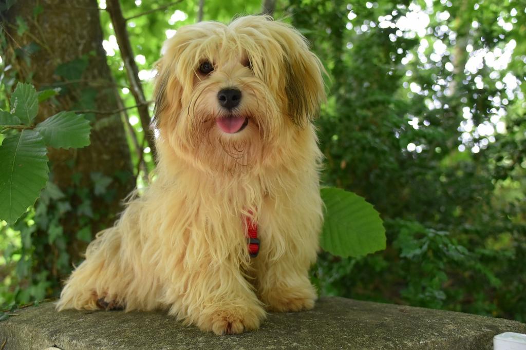 Merawat Anjing Havanese