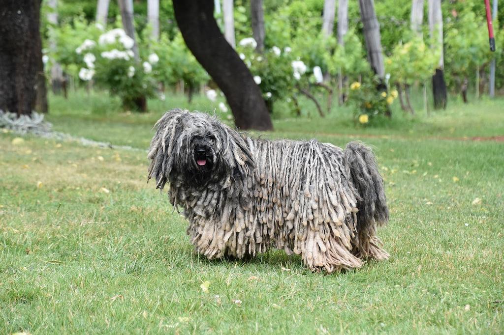 Merawat Anjing Puli