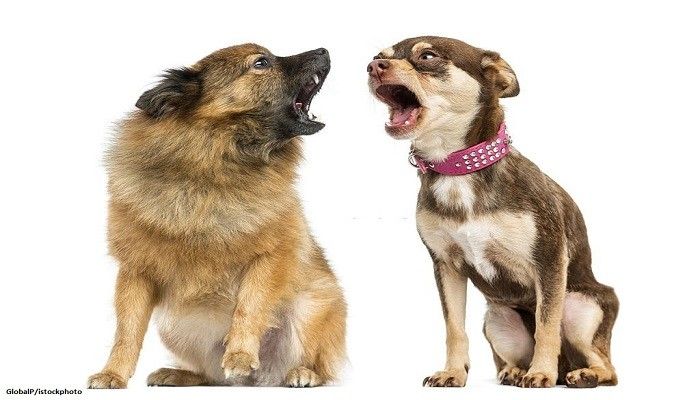 Penyebab Anjing Menggonggong Terus-menerus