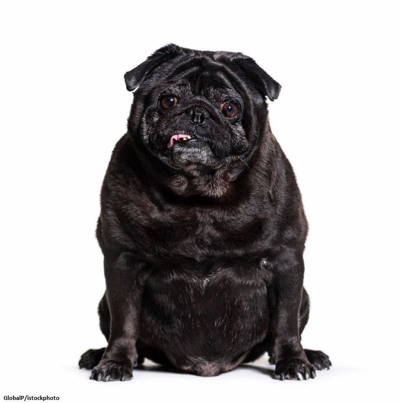 Anjing Obesitas