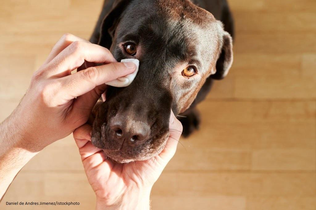 Mata Anjing Belekan