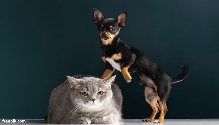 Perbedaan Anjing dan Kucing: Mana yang Cocok untukmu?