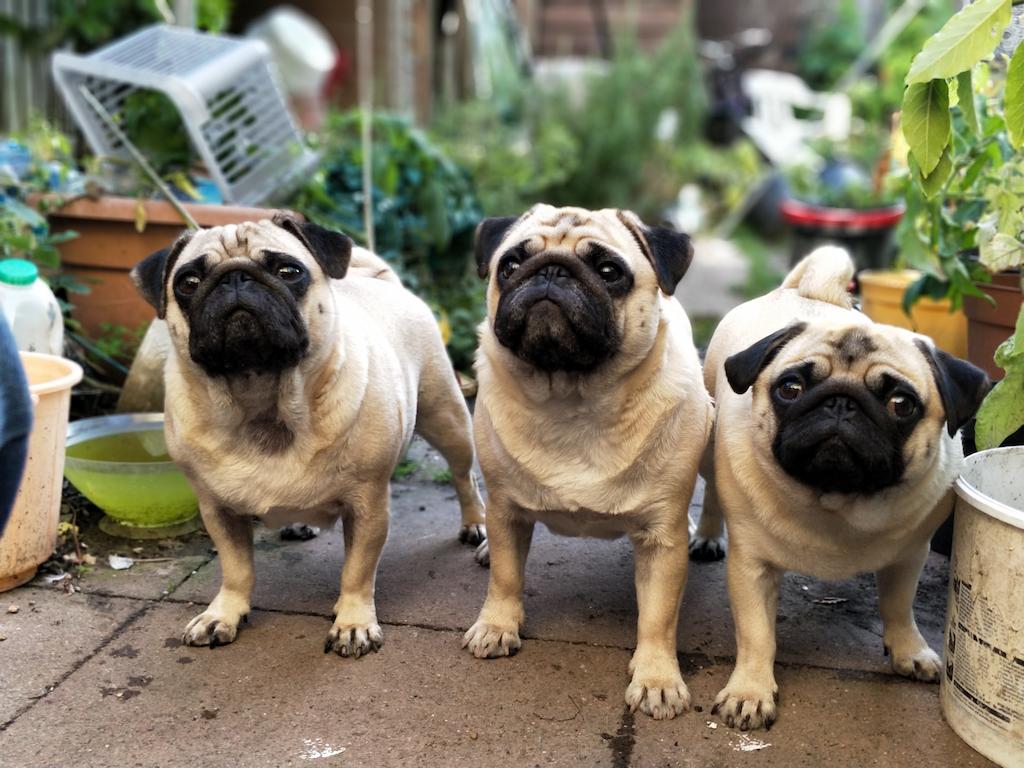 Anjing yang Cocok Untuk Apartemen