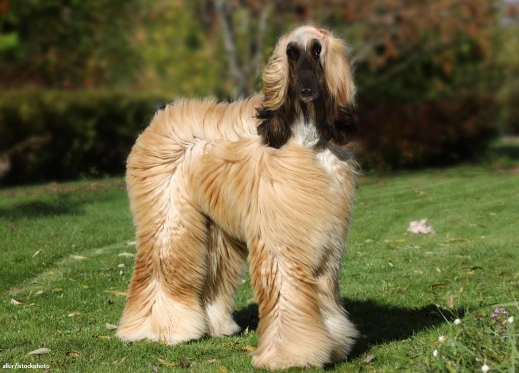 Anjing Afghan Hound