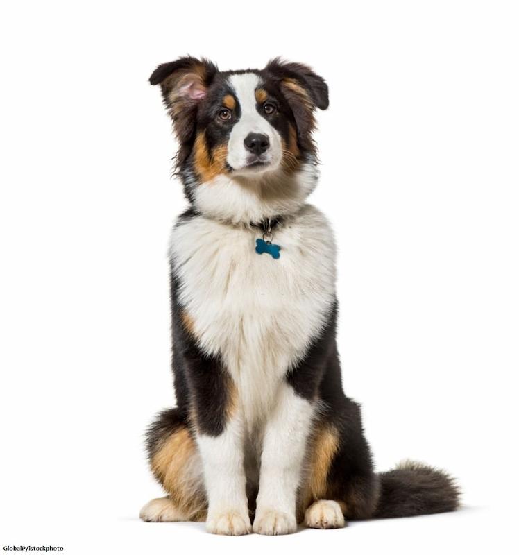 Anjing Australian Shepherd 1 Anjing Australian Shepherd