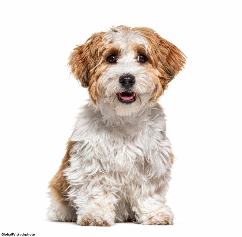 Anjing Havanese 1 Ras Anjing Havanese