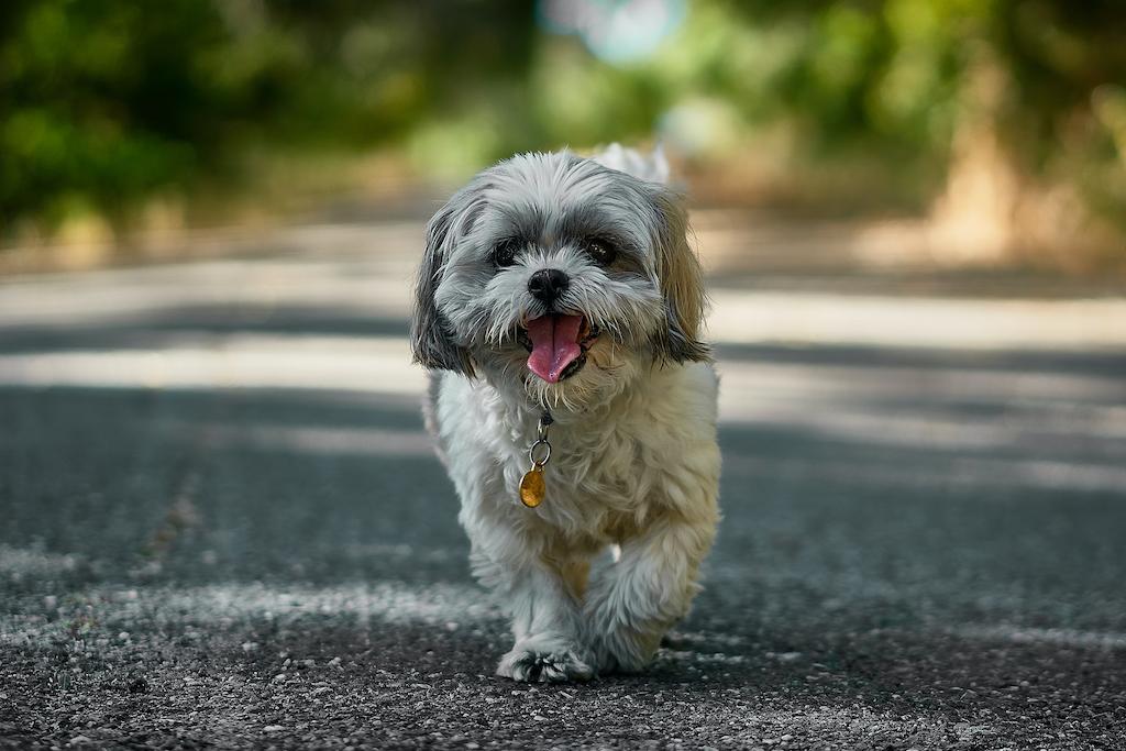 Anjing yang Cocok Untuk Apartemen