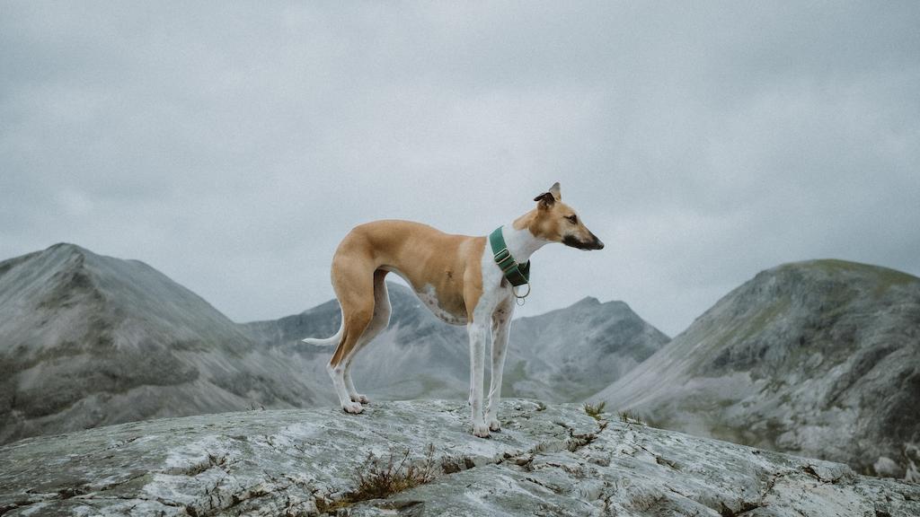 Anjing untuk Pemula