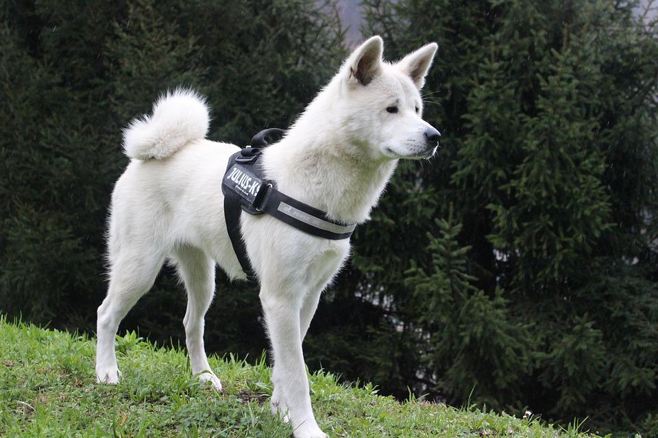 Anjing Spitz