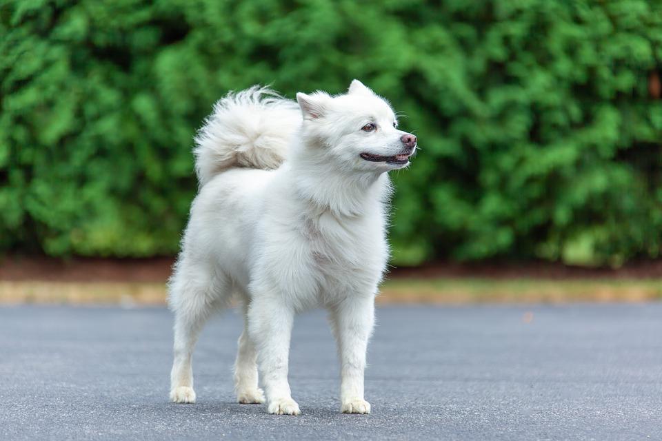 Anjing Spitz
