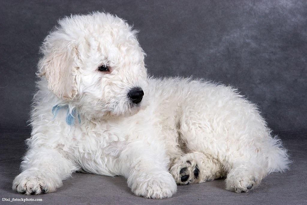 Anak Anjing Komondor