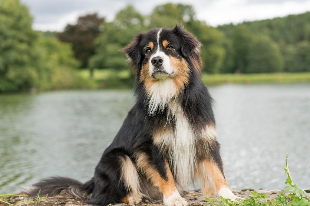 Anjing yang Jarang Menggonggong