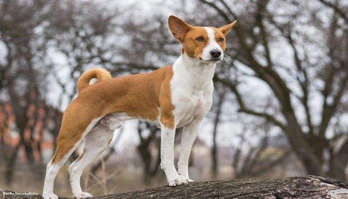 Anjing Basenji