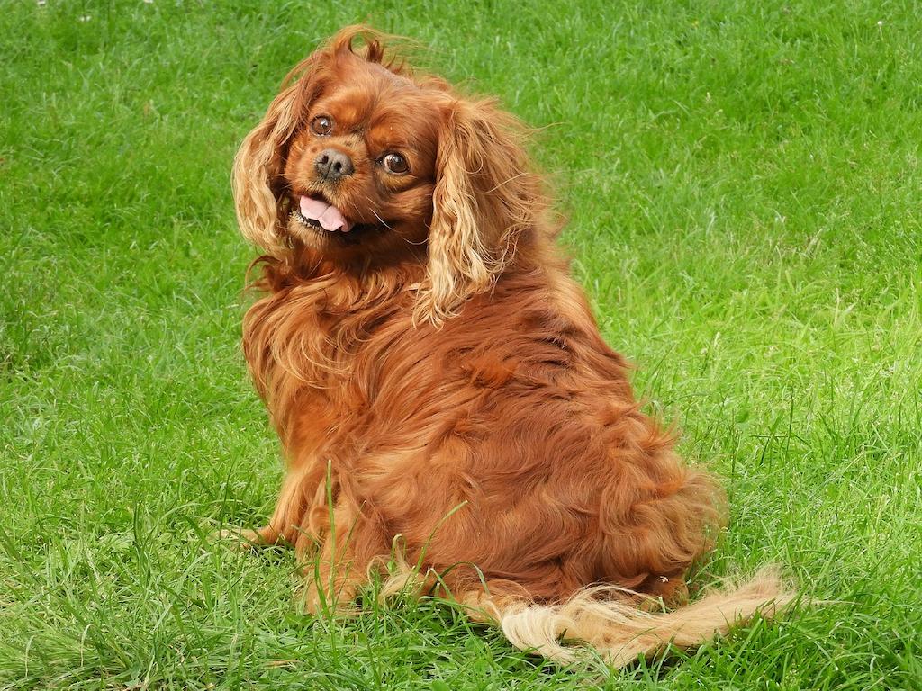 Anjing yang Jarang Menggonggong