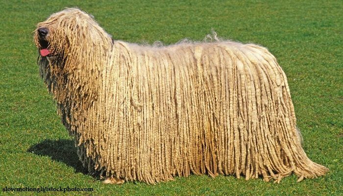 Anjing Komondor