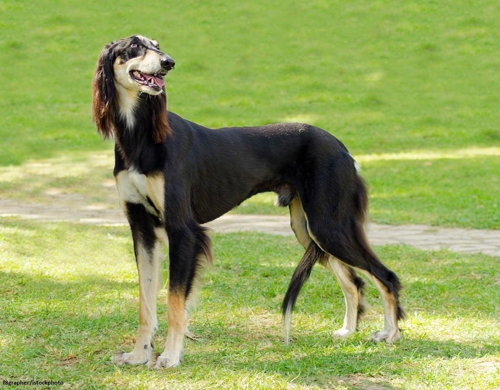 Anjing yang Jarang Menggonggong