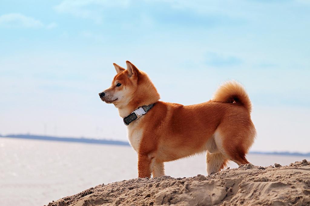 Anjing yang Jarang Menggonggong
