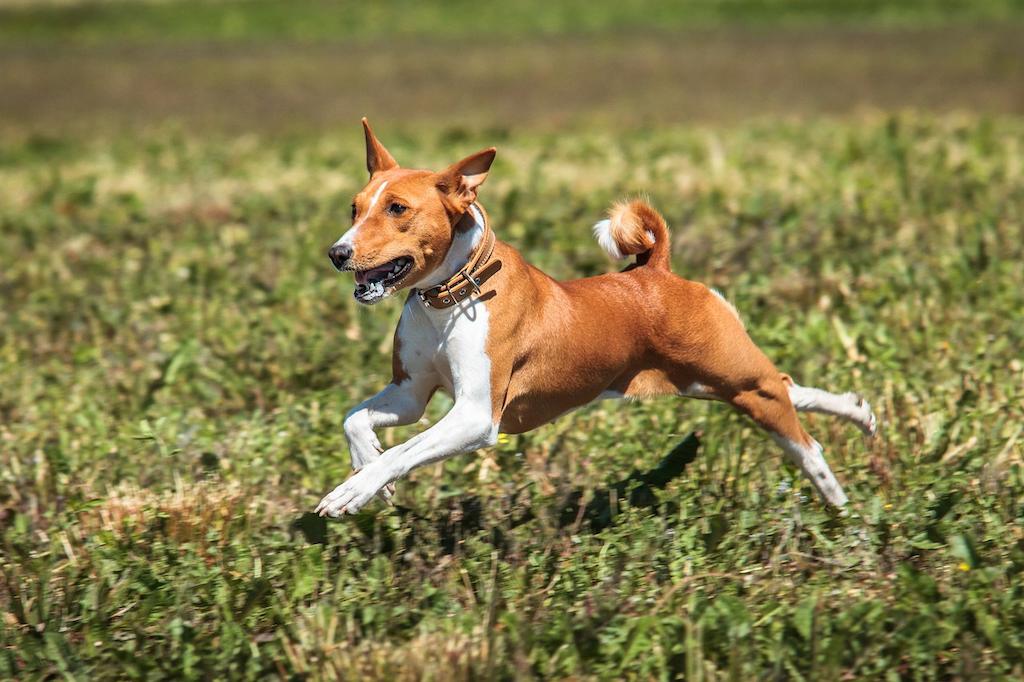 Anjing yang Jarang Menggonggong