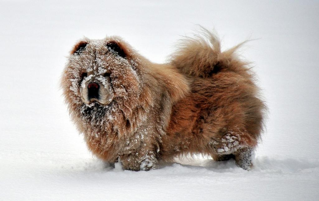 Anjing Spitz