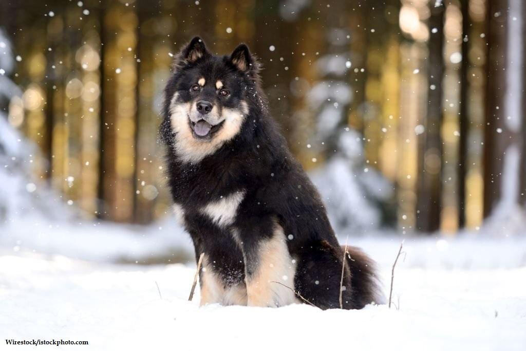 Anjing Spitz