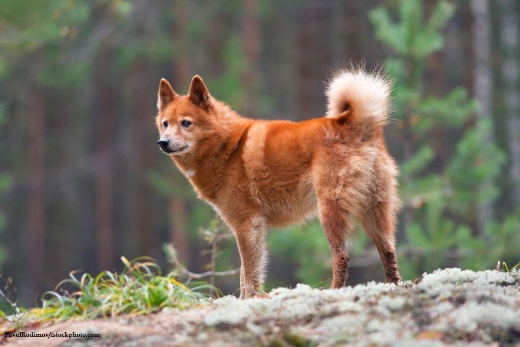 Anjing Spitz