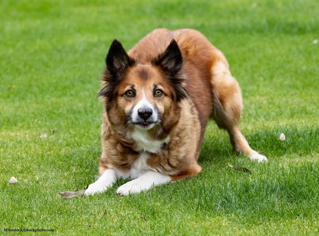 Anjing Spitz