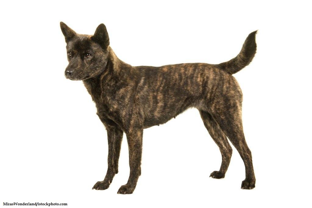 Anjing Jepang