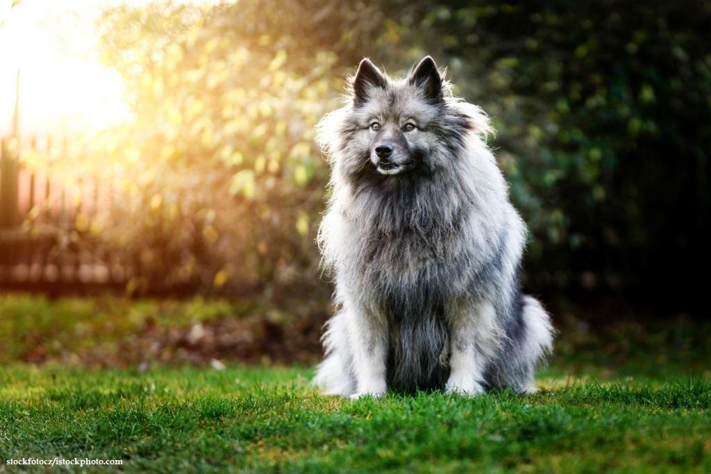 Anjing Spitz