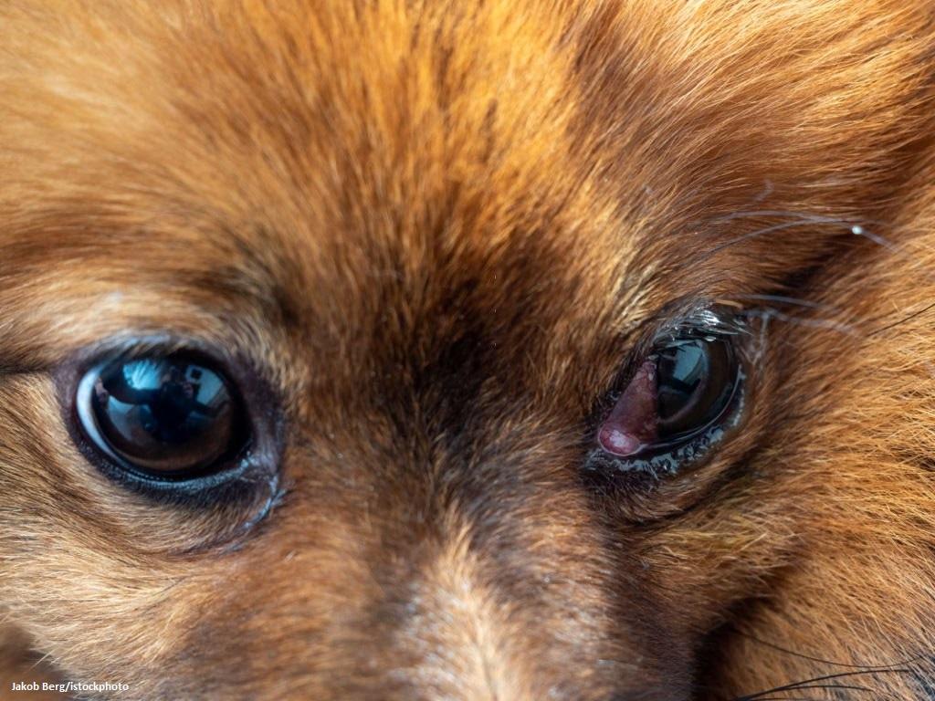 Mata Anjing Belekan