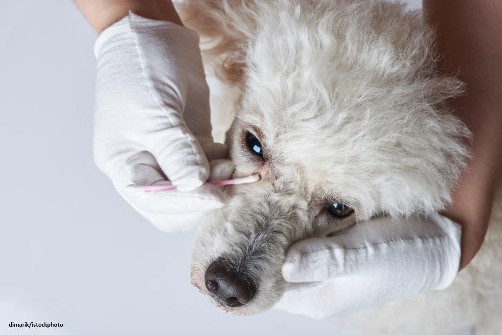 Membersihkan Mata Anjing Belekan