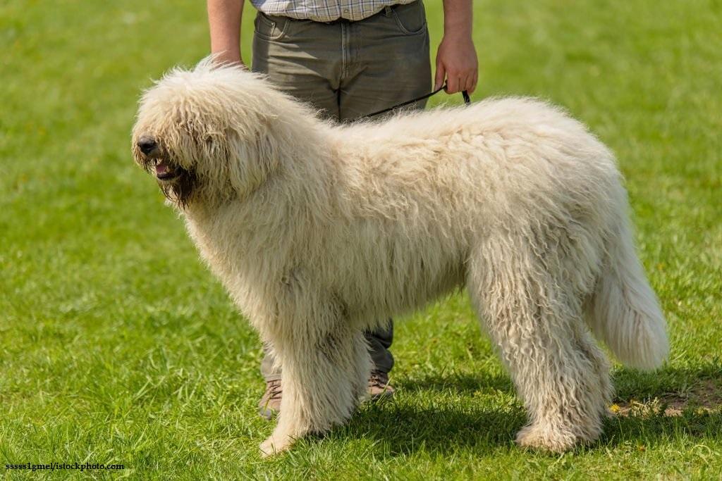 Merawat Anjing Komondor