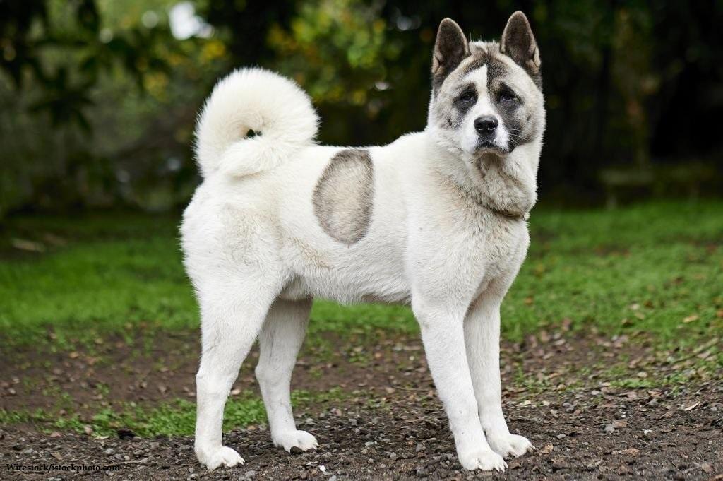 Anjing Spitz