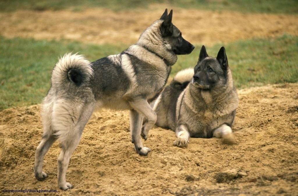 Anjing Spitz