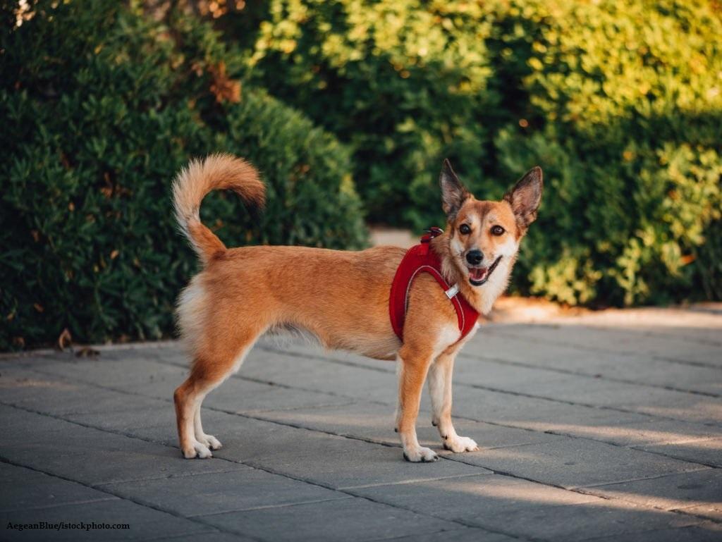 Anjing Spitz